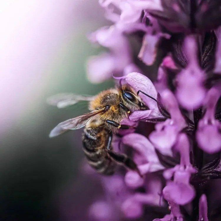 آهنگ جدید رزی مسی