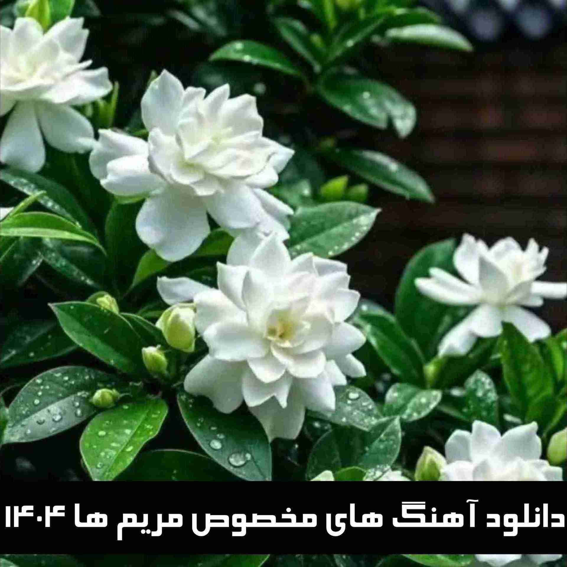 دانلود آهنگ های مخصوص مریم ها 1404