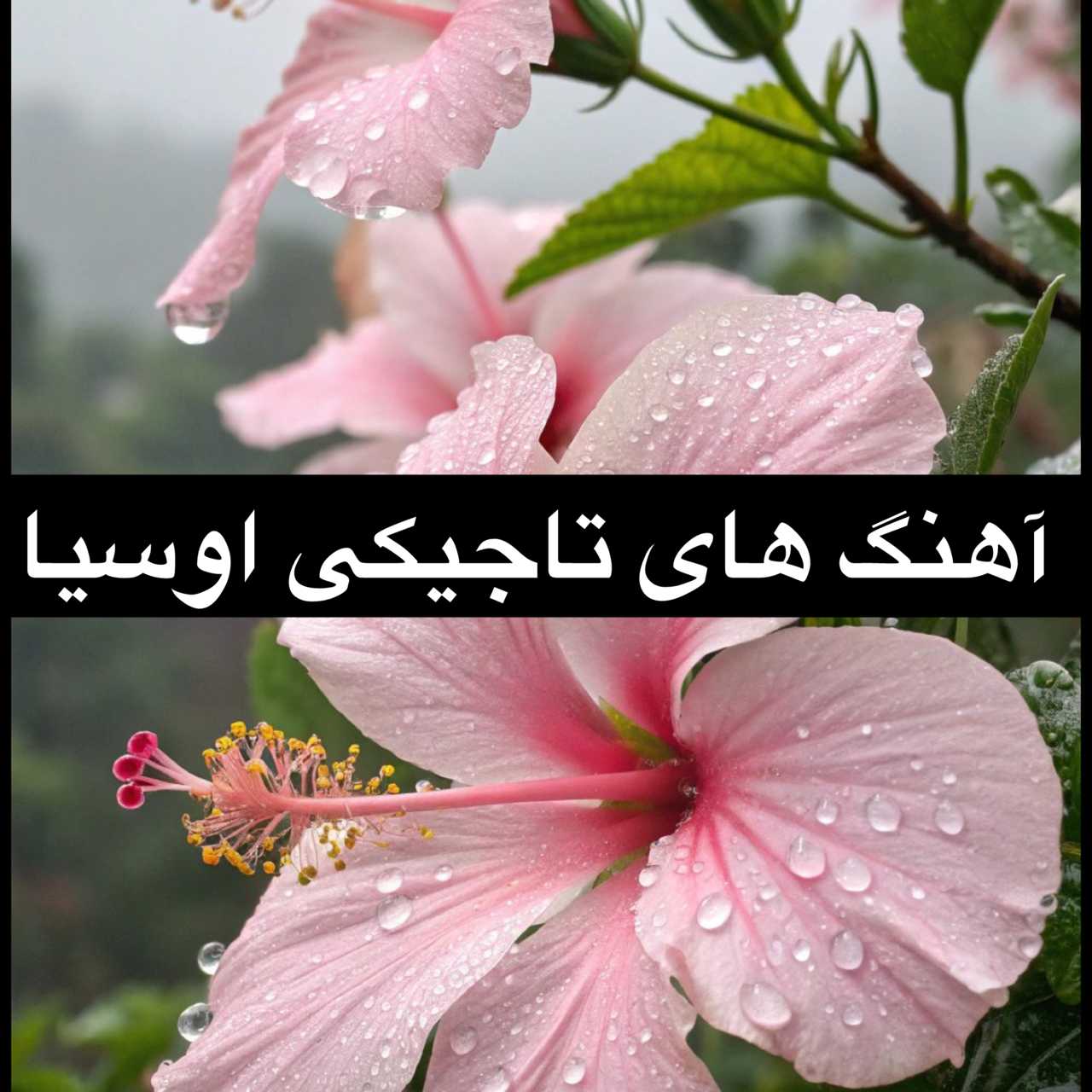 دانلود گلچین آهنگ های تاجیکی اوسیا (Osiya)