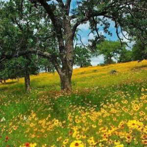 دانلود آهنگ جدید اینوری به اونوری بگه ای جان